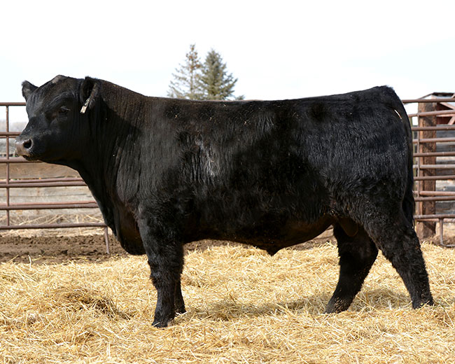 Lazy JB Angus Montrose, CO